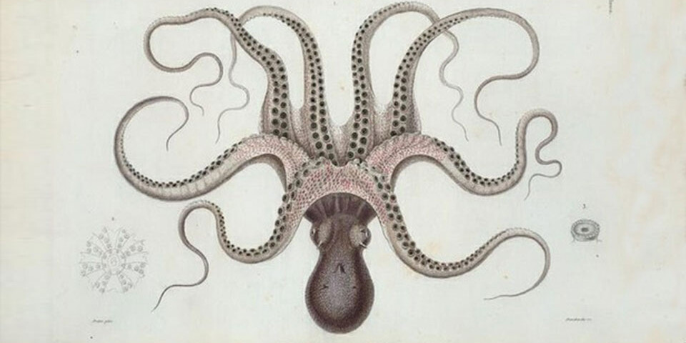 octopus drawing