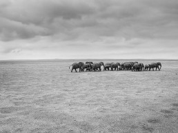 elephant herd in dessert