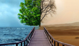 live tree vs dead tree