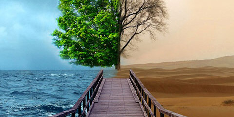 live tree vs dead tree
