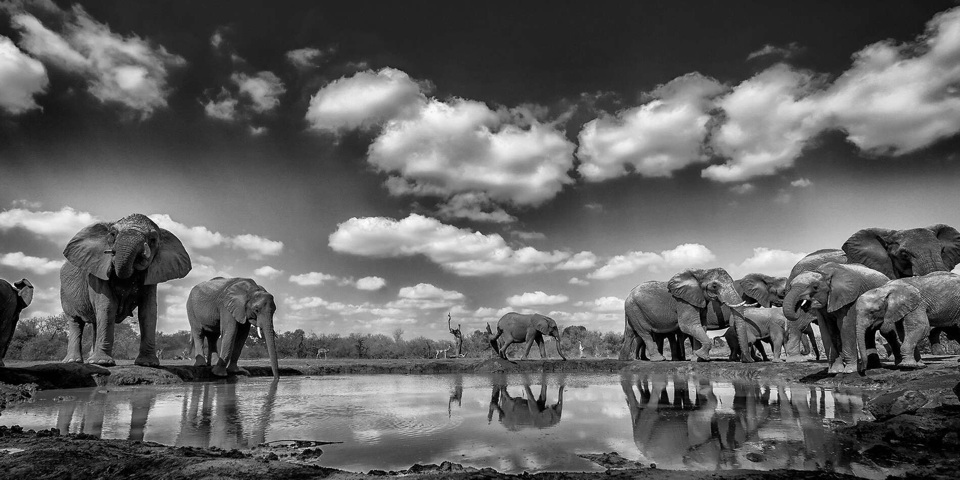 elephants around water hole