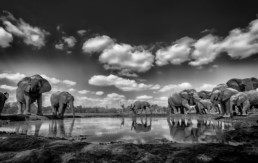 elephants around water hole