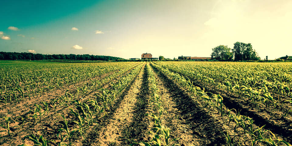 farm at sunset