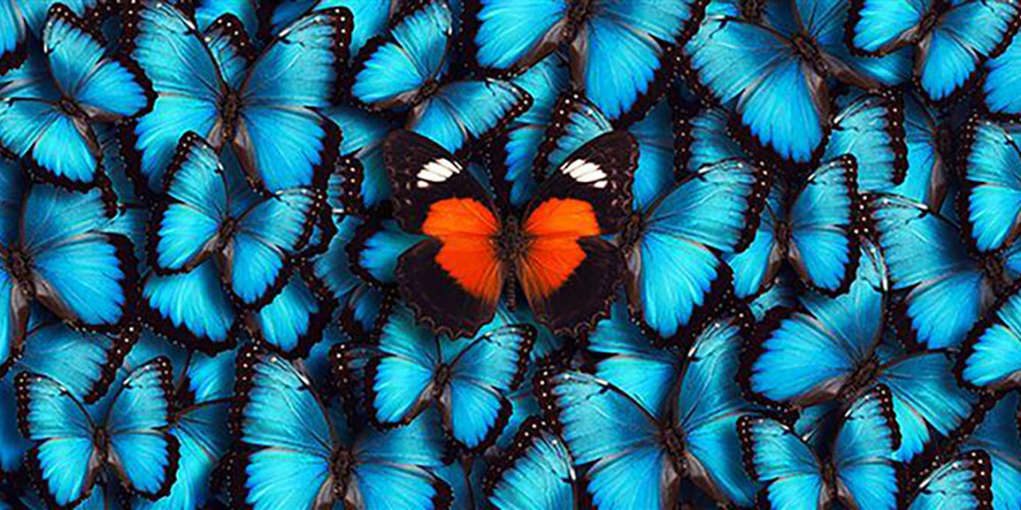 orange butterfly with blue butterflies