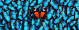 orange butterfly with blue butterflies