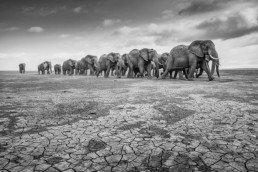 black and white photo fo herd of elephants walking over dry land