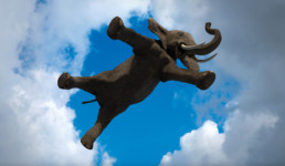 photo of elephant in the sky taken from below