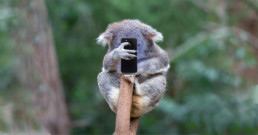koala holding phone outback