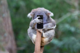 koala holding phone outback