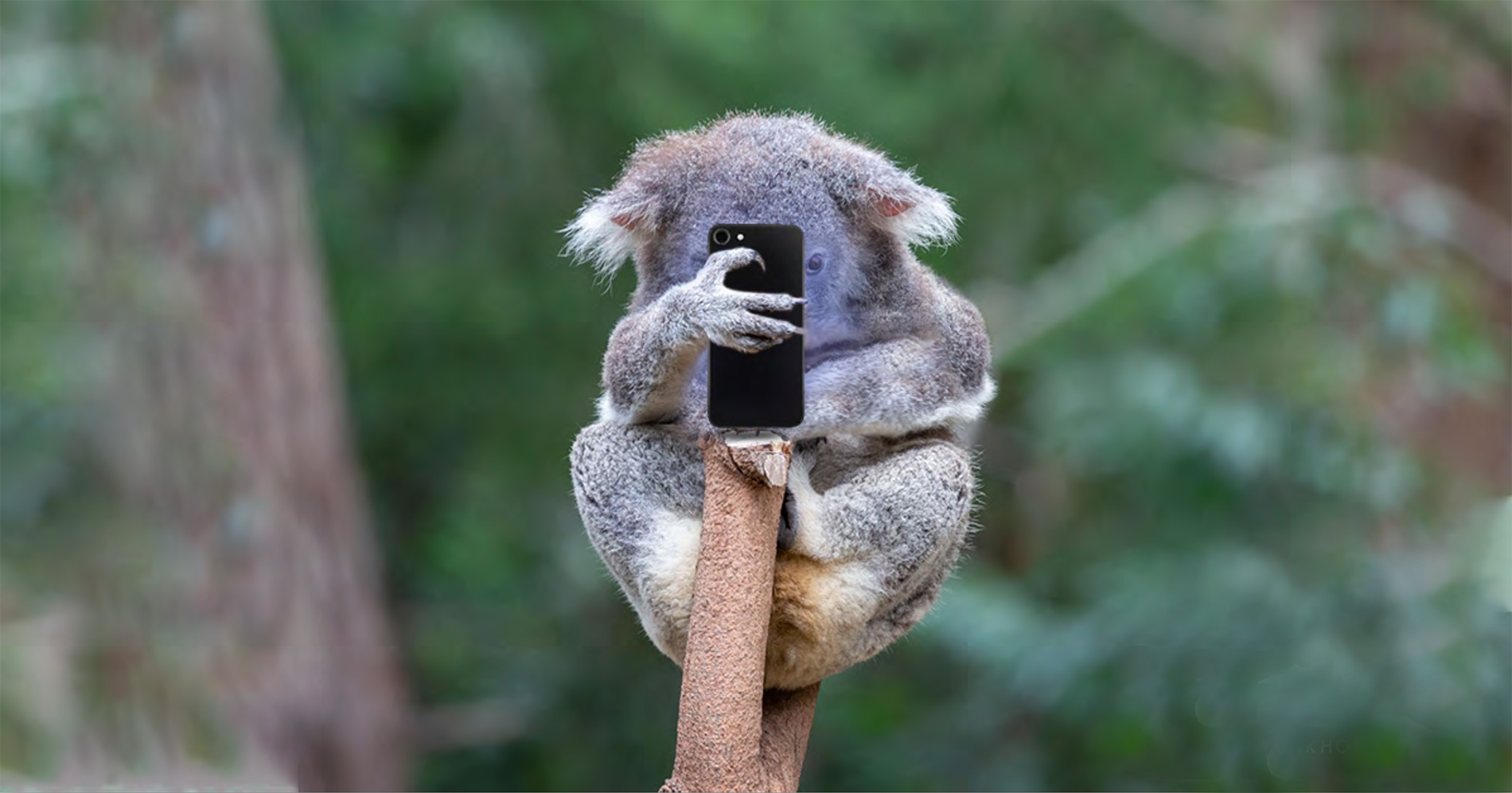 koala holding phone outback