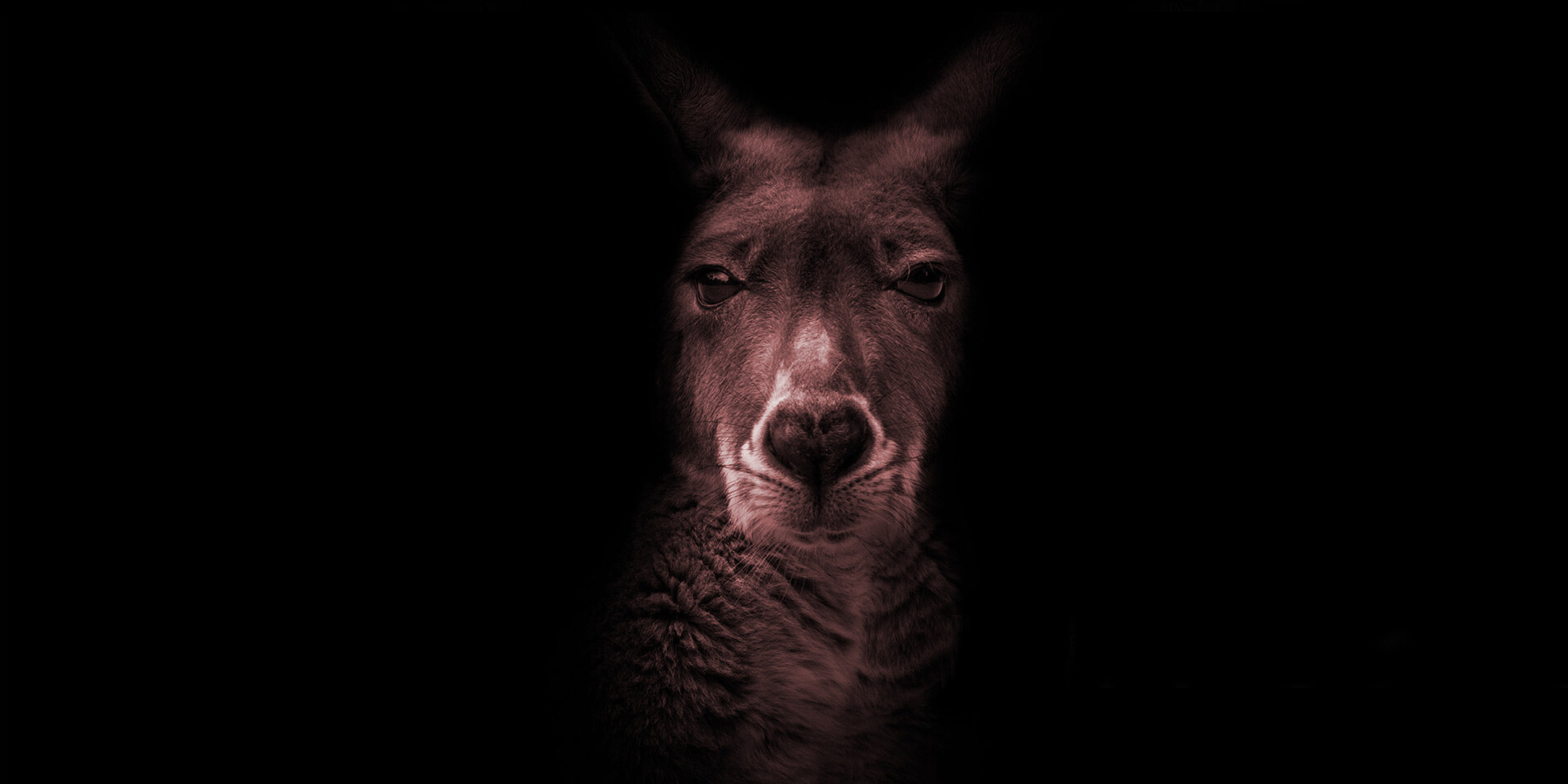 dramatically lit photo of kangaroo