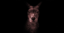 dramatically lit photo of kangaroo
