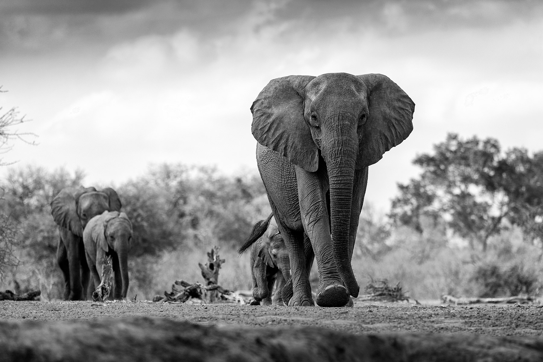 SAFE campaign elephants walking toward camera