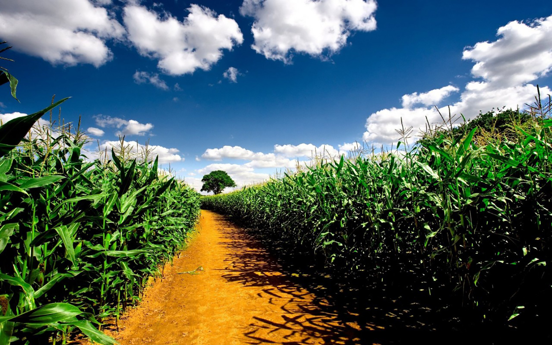 Path through a corn field