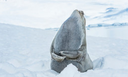 seal in arctic